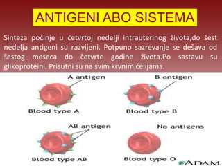 ANTIGENI ABO SISTEMA 
Sinteza počinje u četvrtoj nedelji intrauterinog života,do šest 
nedelja antigeni su razvijeni. Potpuno sazrevanje se dešava od 
šestog meseca do četvrte godine života.Po sastavu su 
glikoproteini. Prisutni su na svim krvnim ćelijama. 
 