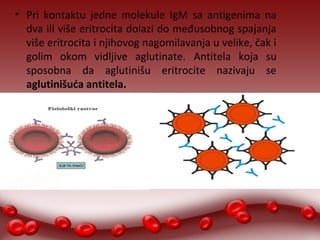 ● Pri kontaktu jedne molekule IgM sa antigenima na 
dva ili više eritrocita dolazi do međusobnog spajanja 
više eritrocita i njihovog nagomilavanja u velike, čak i 
golim okom vidljive aglutinate. Antitela koja su 
sposobna da aglutinišu eritrocite nazivaju se 
aglutinišuća antitela. 
 