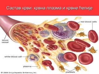 Састав ккррввии:: ккррввннаа ппллааззммаа ии ккррввннее ћћееллиијјее 
 