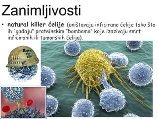 • natural killer ćelije (uništavaju inficirane ćelije tako što
ih “gađaju” proteinskim “bombama” koje izazivaju smrt
inficiranih ili tumorskih ćelija).
Zanimljivosti
 