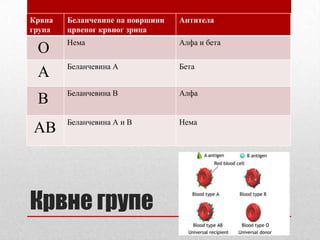 Крвна   Беланчевине на површини   Антитела
група   црвеног крвног зрнца
        Нема                      Алфа и бета
 О
        Беланчевина А             Бета
 А
        Беланчевина В             Алфа
 B
        Беланчевина А и В         Нема
АB



Крвне групе
 