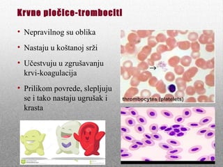 Krvne pločice-trombociti
• Nepravilnog su oblika
• Nastaju u koštanoj srži
• Učestvuju u zgrušavanju
krvi-koagulacija
• Prilikom povrede, slepljuju
se i tako nastaju ugrušak i
krasta
 