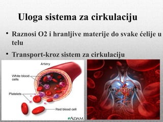 Uloga sistema za cirkulaciju

Raznosi O2 i hranljive materije do svake ćelije u
telu

Transport-kroz sistem za cirkulaciju
 