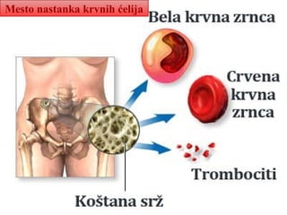 Mesto nastanka krvnih ćelija
 