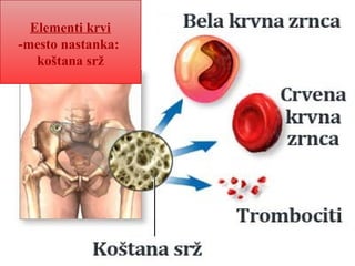 Elementi krvi
-mesto nastanka:
koštana srž
 