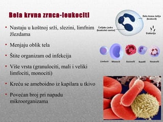 Bela krvna zrnca-leukociti
• Nastaju u koštnoj srži, slezini, limfnim
žlezdama
• Menjaju oblik tela
• Štite organizam od infekcija
• Više vrsta (granulociti, mali i veliki
limfociti, monociti)
• Kreću se ameboidno iz kapilara u tkivo
• Povećan broj pri napadu
mikroorganizama
 
