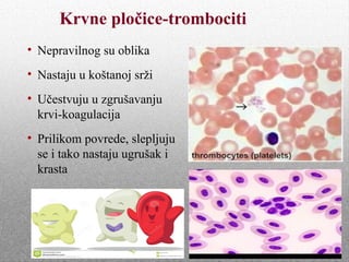 Krvne pločice-trombociti
• Nepravilnog su oblika
• Nastaju u koštanoj srži
• Učestvuju u zgrušavanju
krvi-koagulacija
• Prilikom povrede, slepljuju
se i tako nastaju ugrušak i
krasta
 