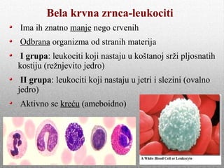 Bela krvna zrnca-leukociti
Ima ih znatno manje nego crvenih
Odbrana organizma od stranih materija
I grupa: leukociti koji nastaju u koštanoj srži pljosnatih
kostiju (režnjevito jedro)
II grupa: leukociti koji nastaju u jetri i slezini (ovalno
jedro)
Aktivno se kreću (ameboidno)
 