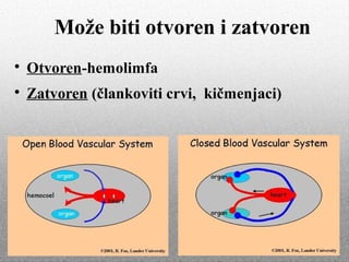 Može biti otvoren i zatvoren

Otvoren-hemolimfa

Zatvoren (člankoviti crvi, kičmenjaci)
 