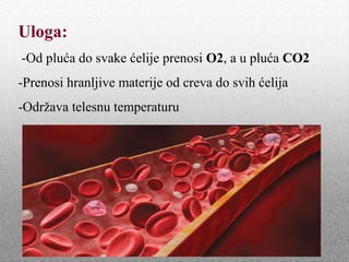 Uloga:
-Od pluća do svake ćelije prenosi O2, a u pluća CO2
-Prenosi hranljive materije od creva do svih ćelija
-Održava telesnu temperaturu
 