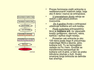 •
•
•
•

•

Proces formiranja zrelih eritrocita iz
nediferenciranih matičnih ćelija, traje
oko 8 dana i naziva se eritropoeza.
U prenatalnom životu odvija se
redom u jetri,slezini,limfnim
čvorovima.
Do 5.godine života u eritropoezi
učestvuje koštana srž svih kostiju.
Posle puberteta eritropoetično
tkivo je koštana srž i to: pljosnatih
kostiju (pršljenovi, sternum, rebra,
karlica) i epifiza dugih kostiju.
Prosečan vek eritrocita je oko
120 dana posle čega ih preuzimaju
makrofage RES-a slezine, jetre,
koštane srži. Tu se hemoglobin
razlaže na Fe i hem. Gvožde se
transferinima transportuje do
koštane srži ili jetre, a hem se preko
bilirubina izlučuje u žuči. Svako
smanjnej broja eritrocita se definiše
kao anemija.

 
