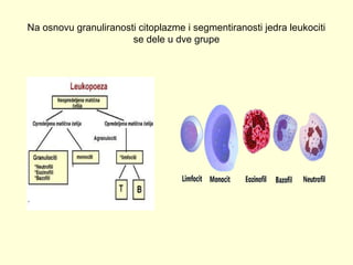 Na osnovu granuliranosti citoplazme i segmentiranosti jedra leukociti
se dele u dve grupe

 
