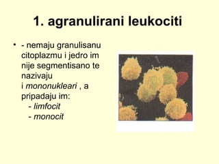 1. agranulirani leukociti
• - nemaju granulisanu
citoplazmu i jedro im
nije segmentisano te
nazivaju
i mononukleari , a
pripadaju im:
- limfocit
- monocit

 