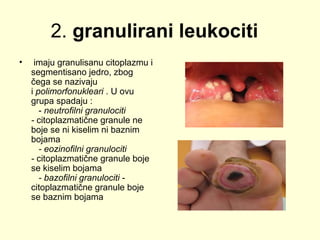 2. granulirani leukociti
•

imaju granulisanu citoplazmu i
segmentisano jedro, zbog
čega se nazivaju
i polimorfonukleari . U ovu
grupa spadaju :
- neutrofilni granulociti 
- citoplazmatične granule ne
boje se ni kiselim ni baznim
bojama
   - eozinofilni granulociti 
- citoplazmatične granule boje
se kiselim bojama
   - bazofilni granulociti citoplazmatične granule boje
se baznim bojama

 