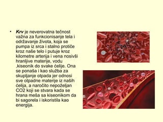 •

Krv je neverovatna tečnost
važna za funkcionisanje tela i
održavanje života, koja se
pumpa iz srca i stalno protiče
kroz naše telo i putuje kroz
kilometre arterija i vena nosivši
hranljive materije, vodu
,kiseonik do svake ćelije. Ona
se ponaša i kao služba za
skupljanje otpada jer odnosi
sve otpadne materije iz naših
ćelija, a naročito nepoželjan
CO2 koji se stvara kada se
hrana meša sa kiseonikom da
bi sagorela i iskoristila kao
energija.

 