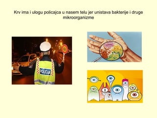 Krv ima i ulogu policajca u nasem telu jer unistava bakterije i druge
mikroorganizme

 