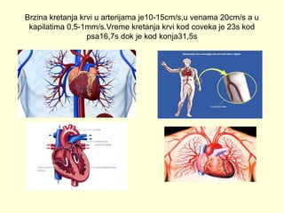Brzina kretanja krvi u arterijama je10-15cm/s,u venama 20cm/s a u
kapilatima 0,5-1mm/s.Vreme kretanja krvi kod coveka je 23s kod
psa16,7s dok je kod konja31,5s

 