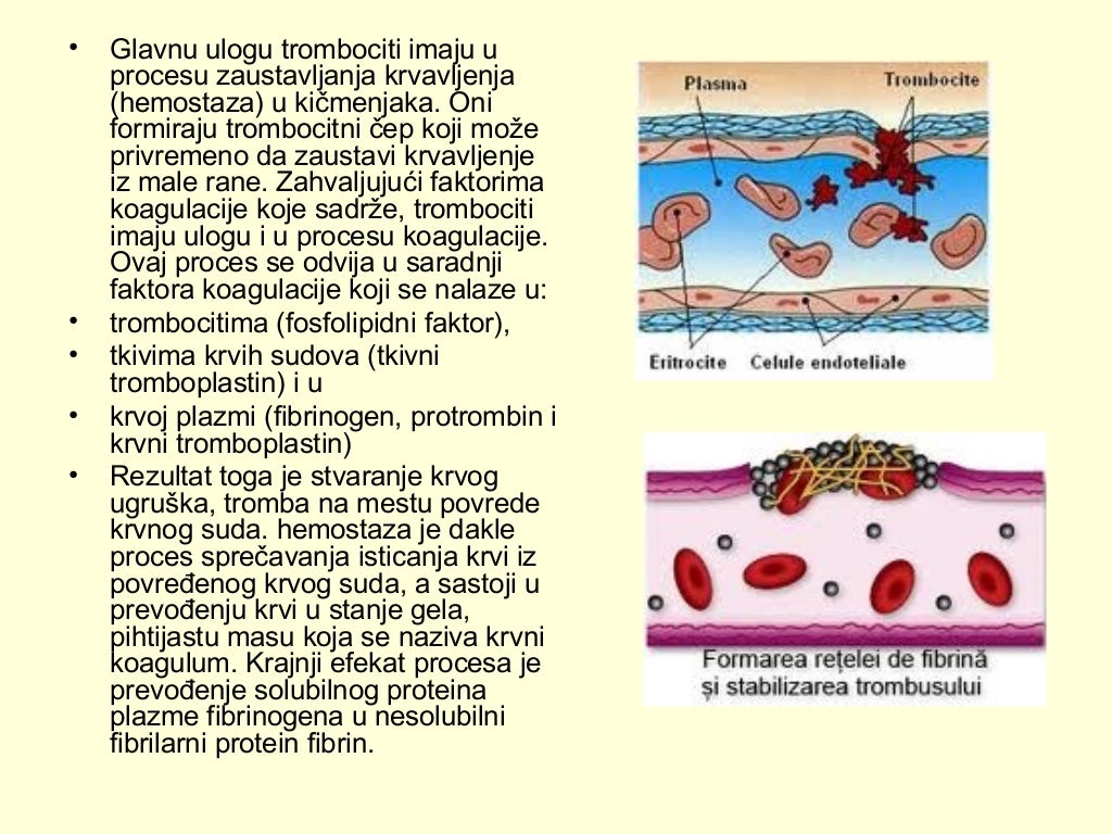 Krvni sistem (1)