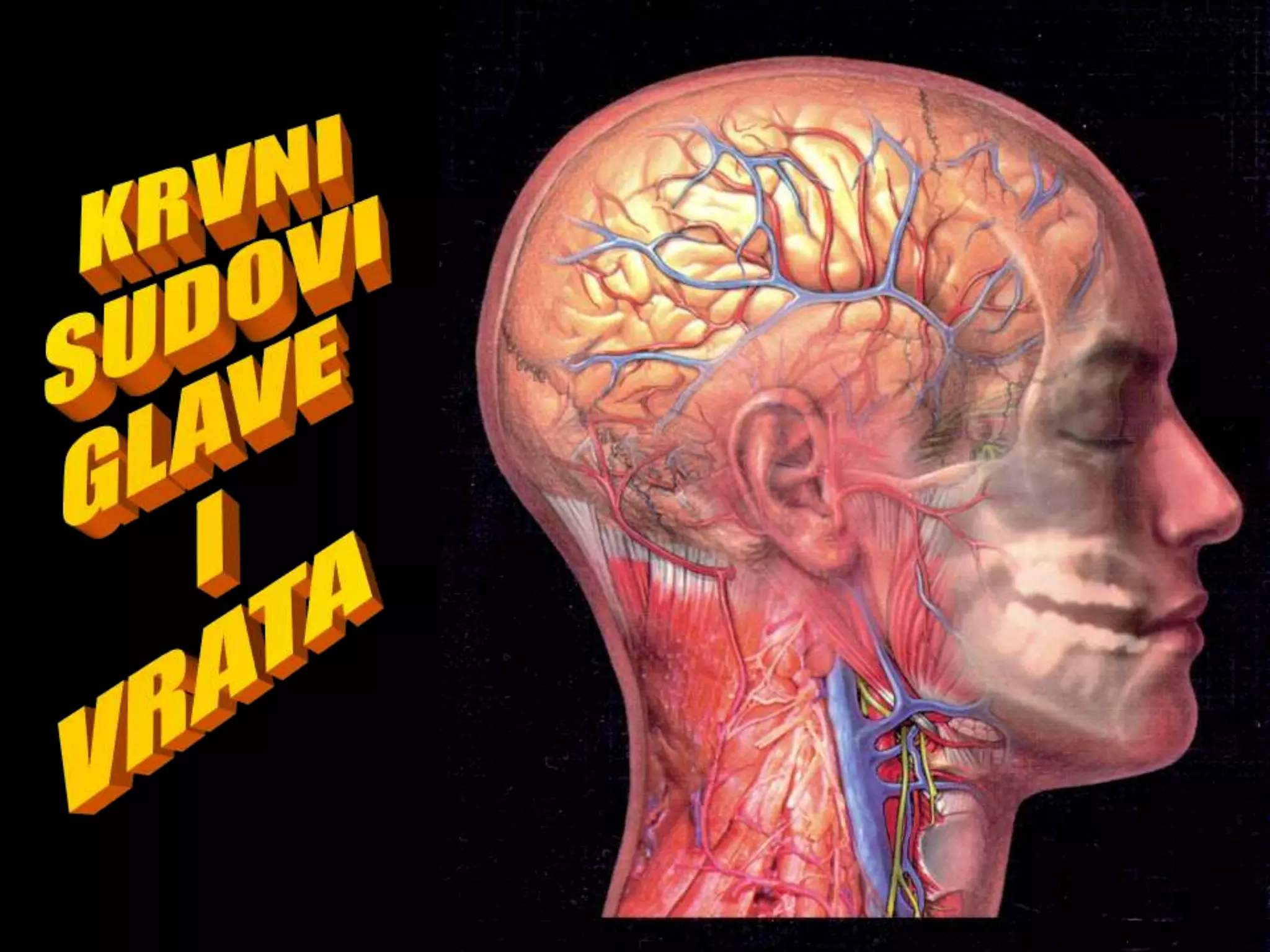 Krvni sudovis glave i vrata | PPT