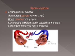  3 типа крвних судова
- Артерије (одводе крв из срца)
- Вене (доводе крв у срце)
- Капилари (најмањи крвни судови који спајају
артеријске и венске крвне судове)
 
