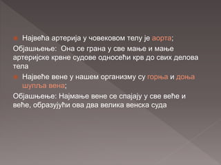  Највећа артерија у човековом телу је аорта;
Објашњење: Она се грана у све мање и мање
артеријске крвне судове односећи крв до свих делова
тела
 Највеће вене у нашем организму су горња и доња
шупља вена;
Објашњење: Најмање вене се спајају у све веће и
веће, образујући ова два велика венска суда
 