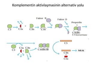 Komplementin aktivləşməsinin alternativ yolu
 
