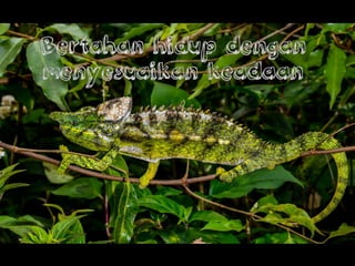 Bertahan hidup dengan
menyesuaikan keadaan
 