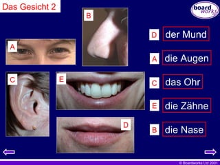 Das Gesicht 2 die Nase die Zähne das Ohr die Augen der Mund A B C D E A B C D E 
