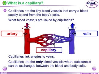 Ks4 blood vessels | PPT