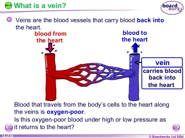 Ks4 Blood Vessels