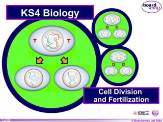 © Boardworks Ltd 20041 of 29
KS4 Biology
Cell Division
and Fertilization
 