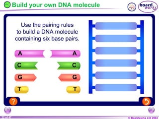 Ks4 chromosomes, genes and dna | PPT