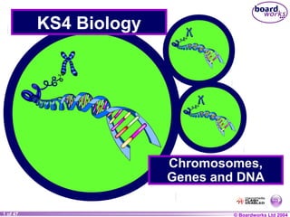© Boardworks Ltd 20041 of 47
KS4 Biology
Chromosomes,
Genes and DNA
 