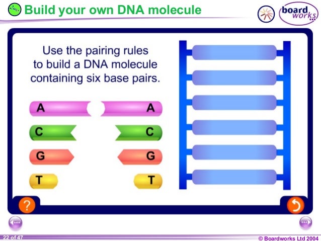 Ks4 chromosomes, genes and dna