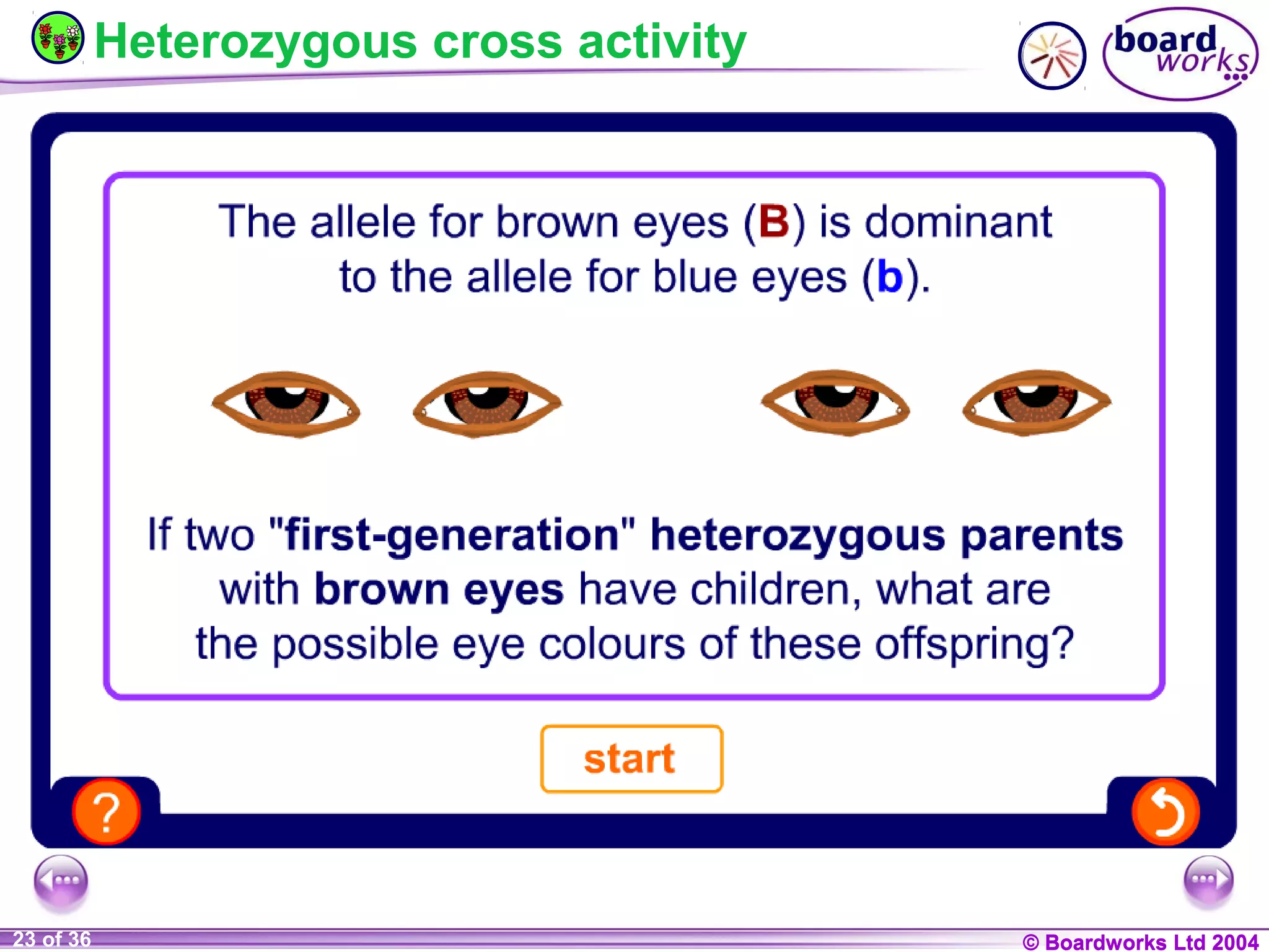© Boardworks Ltd 200423 of 36 © Boardworks Ltd 2004
Heterozygous cross activity
 
