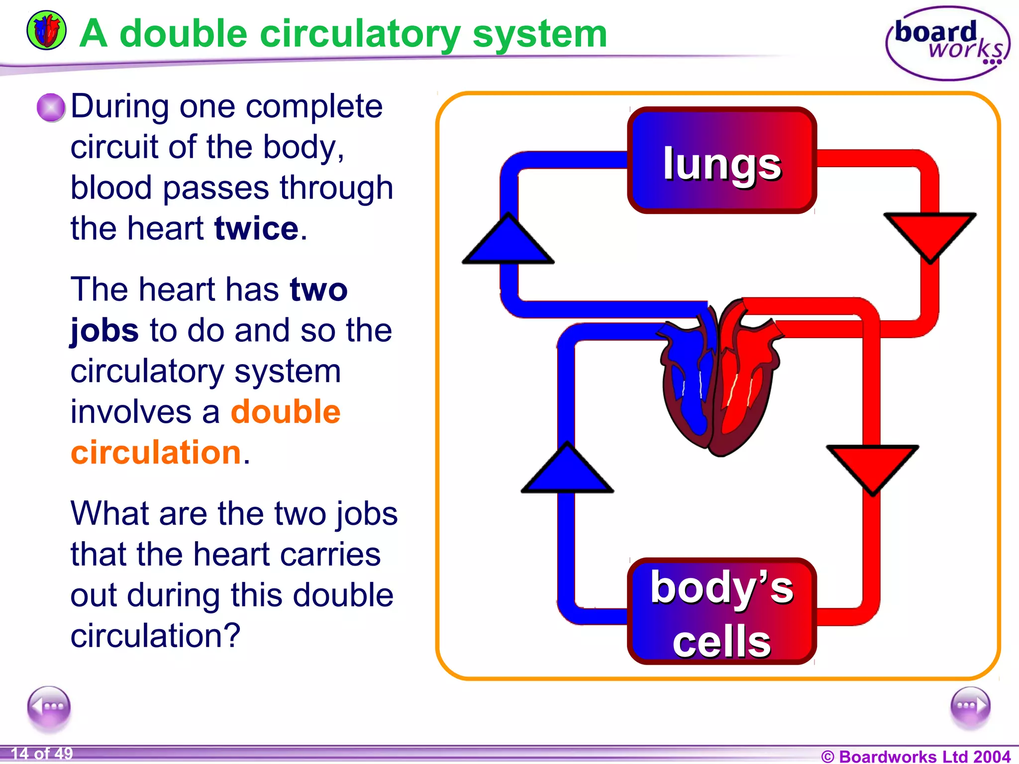 Ks4 the heart and circulatory system | PPT