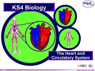 © Boardworks Ltd 20041 of 49
KS4 Biology
The Heart and
Circulatory System
 
