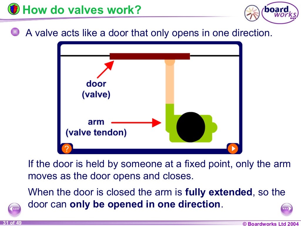 Ks4 the heart and circulatory system