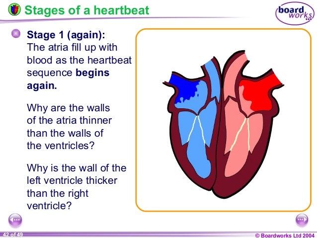 Ks4 the heart and circulatory system
