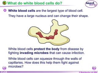 Ks4 what is blood