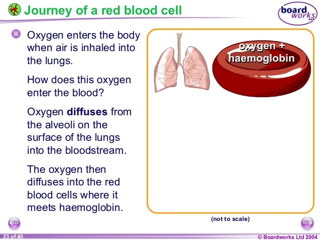How does oxygen enter cells?