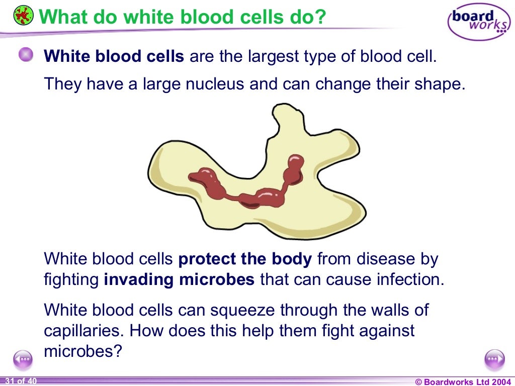 Ks4 what is blood