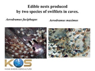 Edible nests produced
by two species of swiftlets in caves.
Aerodramus fuciphagus Aerodramus maximus
 