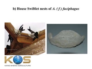 b) House Swiftlet nests of A. ( f ) fuciphagus
 