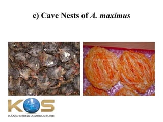 c) Cave Nests of A. maximus
 