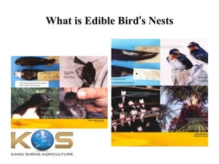 What is Edible Bird’s Nests
 