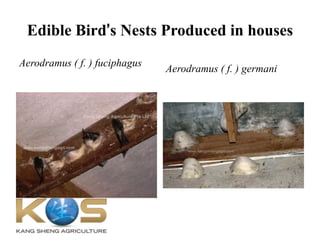 Edible Bird’s Nests Produced in houses
Aerodramus ( f. ) fuciphagus
Aerodramus ( f. ) germani
 