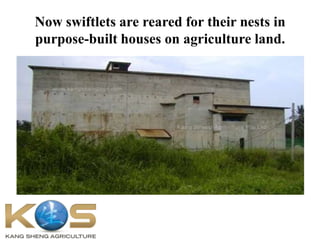 Now swiftlets are reared for their nests in
purpose-built houses on agriculture land.
 