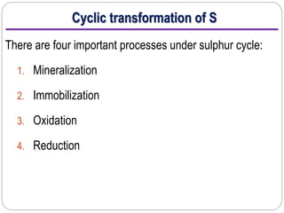 Cyclic transformation of S
There are four important processes under sulphur cycle:
1. Mineralization
2. Immobilization
3. Oxidation
4. Reduction
 