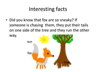 Interesting facts
• Did you know that fox are so sneaky? If
someone is chasing them, they put their tails
on one side of the tree and they run the other
way.
 